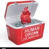 Top Hospitals for Organ Transplant Services in the U.S